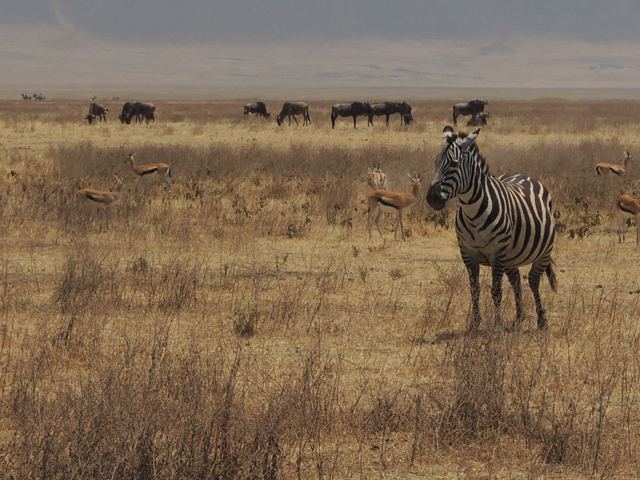 Zebra in Serengeti