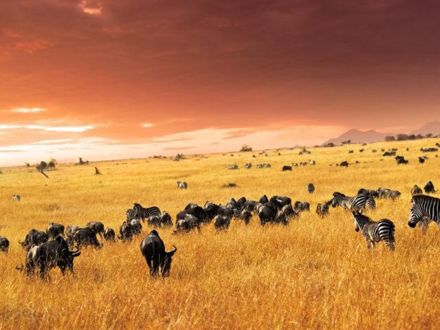 The herds at rest in the Mara Masai Reserve, Kenya