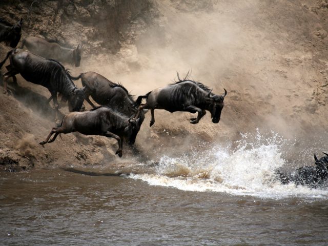 Wildebeest Leap of Faith