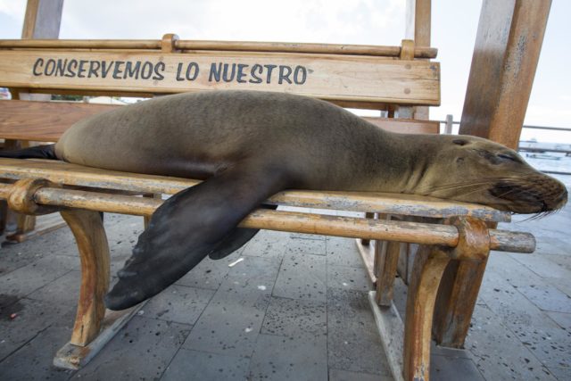 Galapagos - Land Tour or Cruise? Galapagos - Land Tour or Cruise?