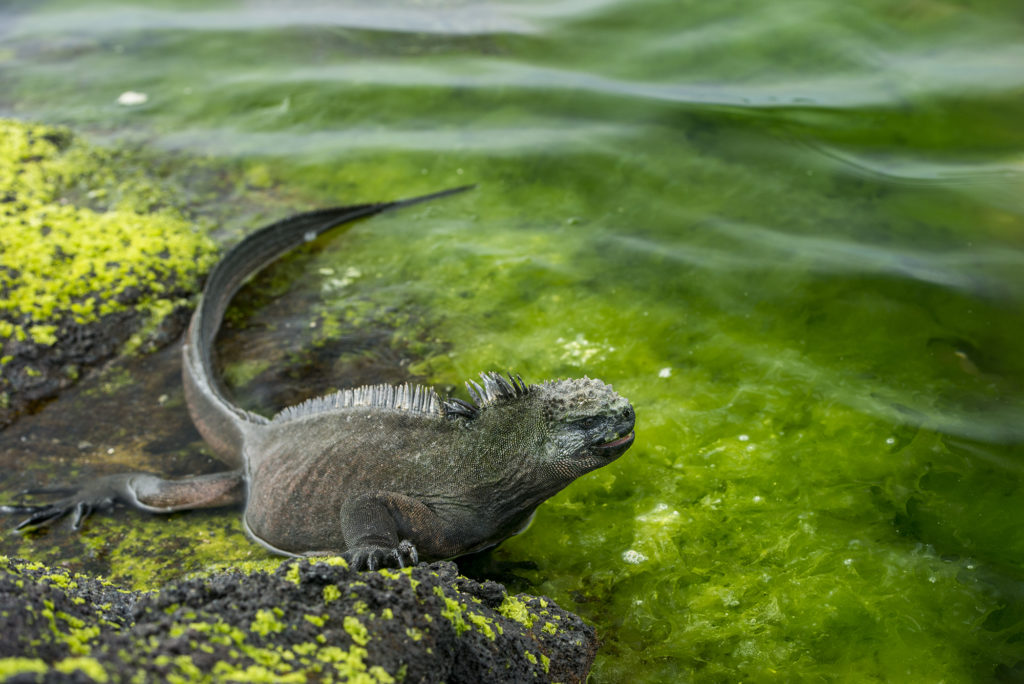 Galapagos Marine Iguana