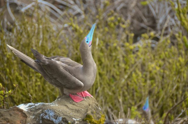 Galapagos Cruises - How to Choose the Best Itinerary Galapagos Cruises - How to Choose the Best Itinerary