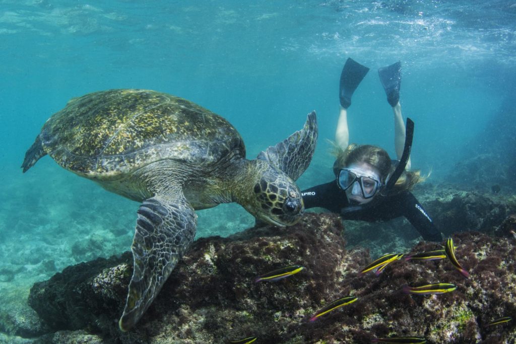 Snorkeling with Sea Turtles off North Seymour Island