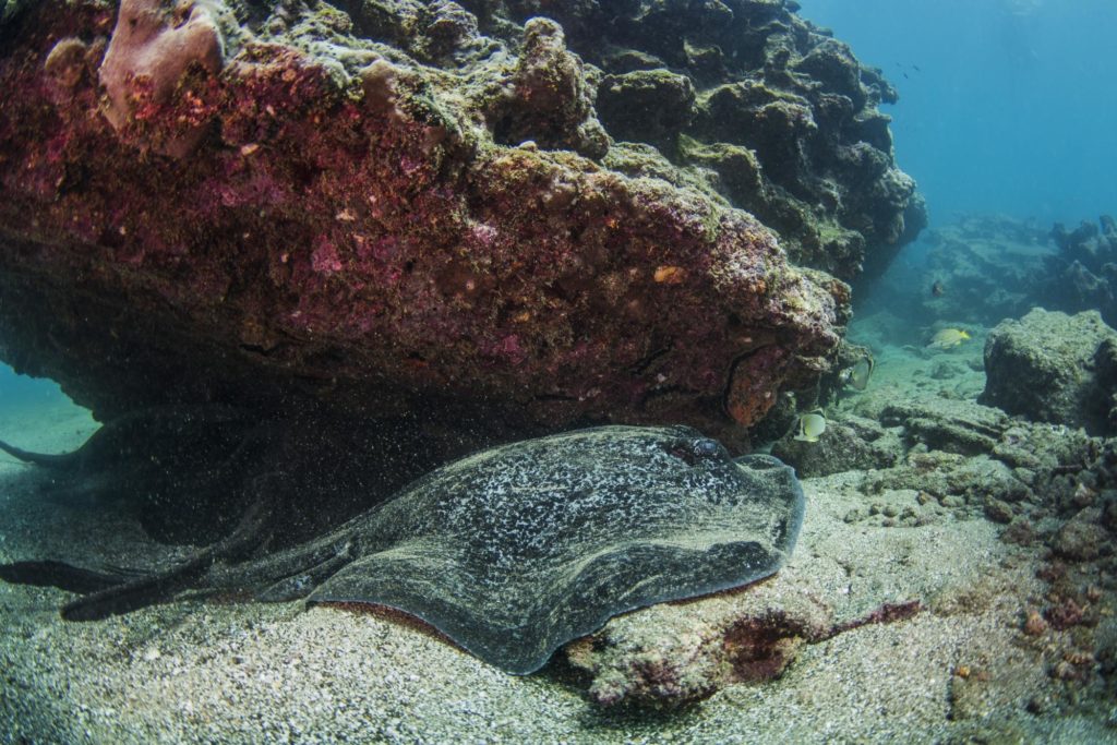 Stingray Resting Under Coral Reef
