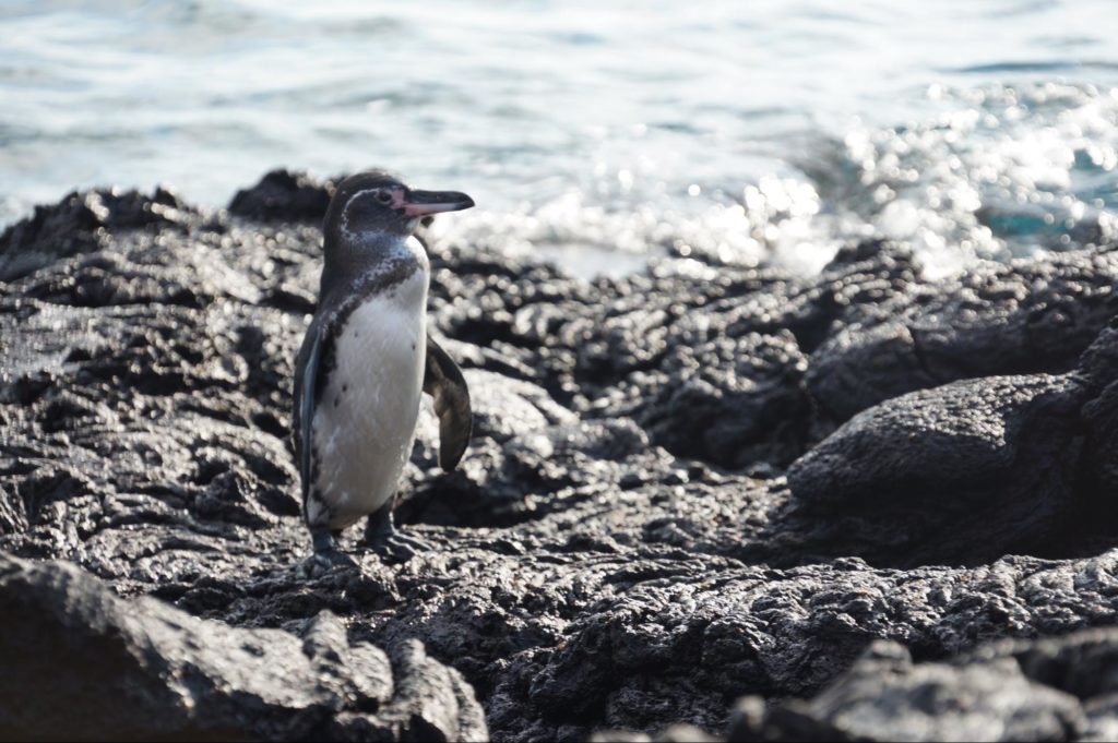 Young Galapagos Penguin on Bartolome Island