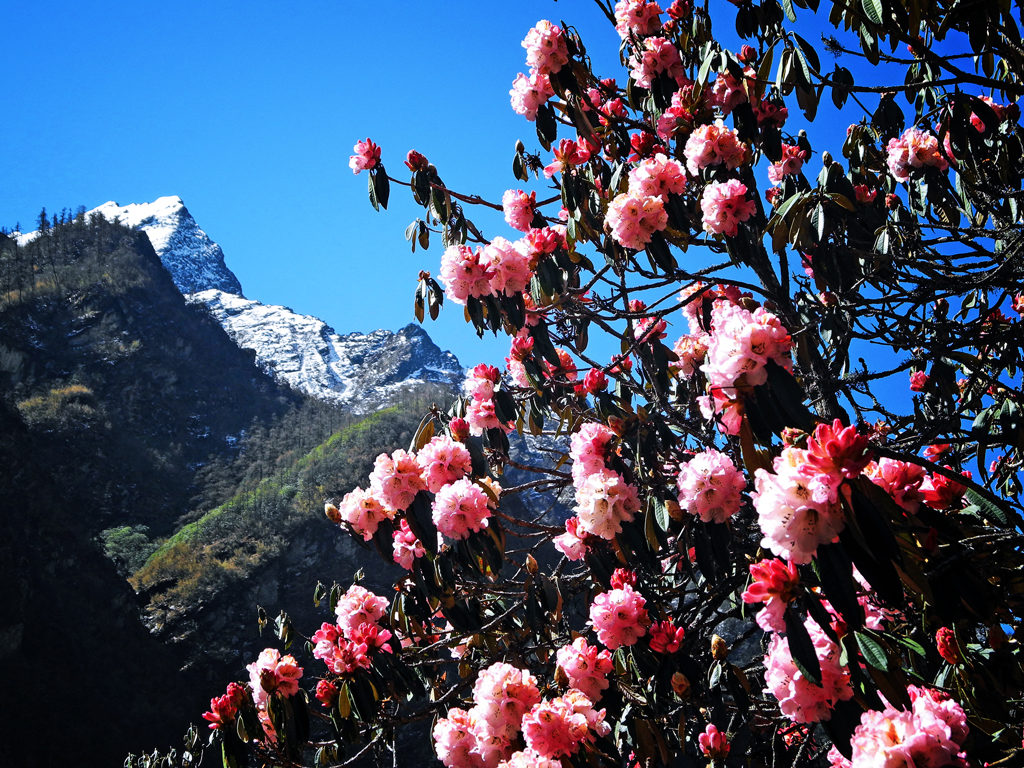 Rhododendron Bloom in April