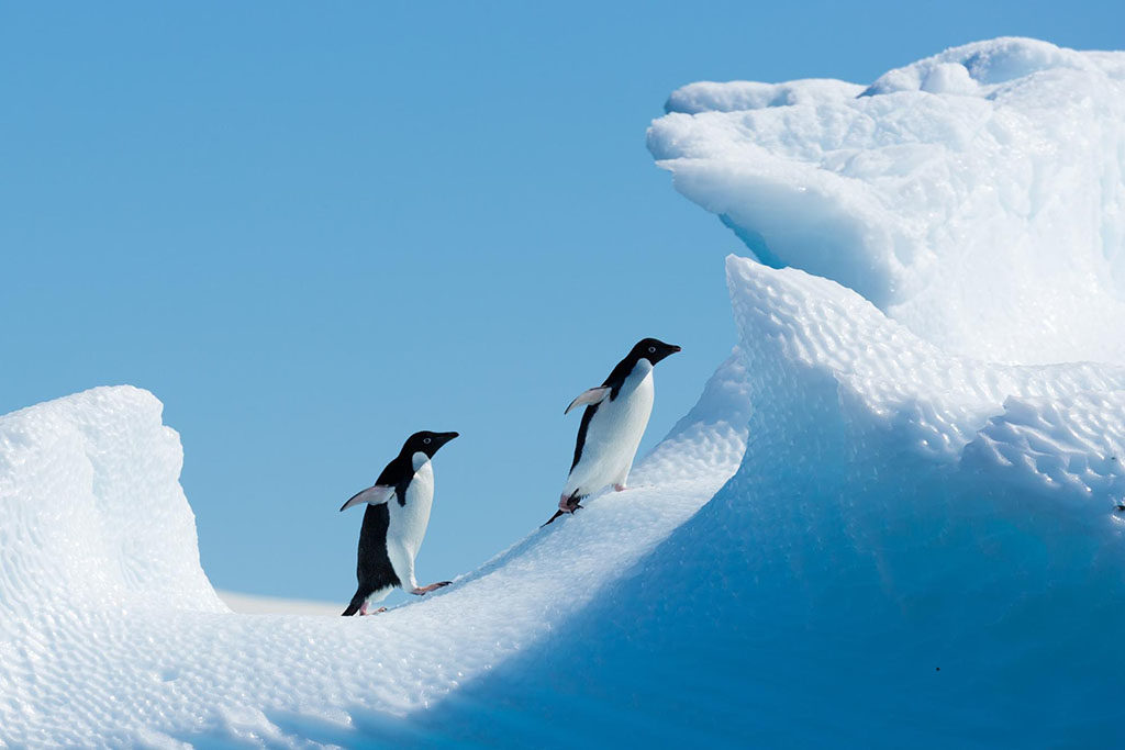 Penguins in the Antarctic – Photo: Antarctica21