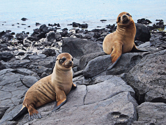 Baby sea lions climbing on rocks in the Galapagos