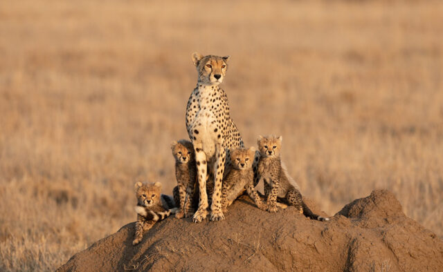 Tanzania’s Safari Kingdom: The Northern Circuit Tanzania’s Safari Kingdom: The Northern Circuit