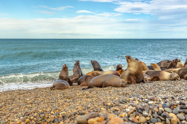 The Big 12 – Patagonia’s Wildlife The Big 12 – Patagonia’s Wildlife