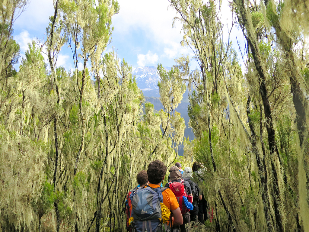Cloud Forests on Kilimanjaro