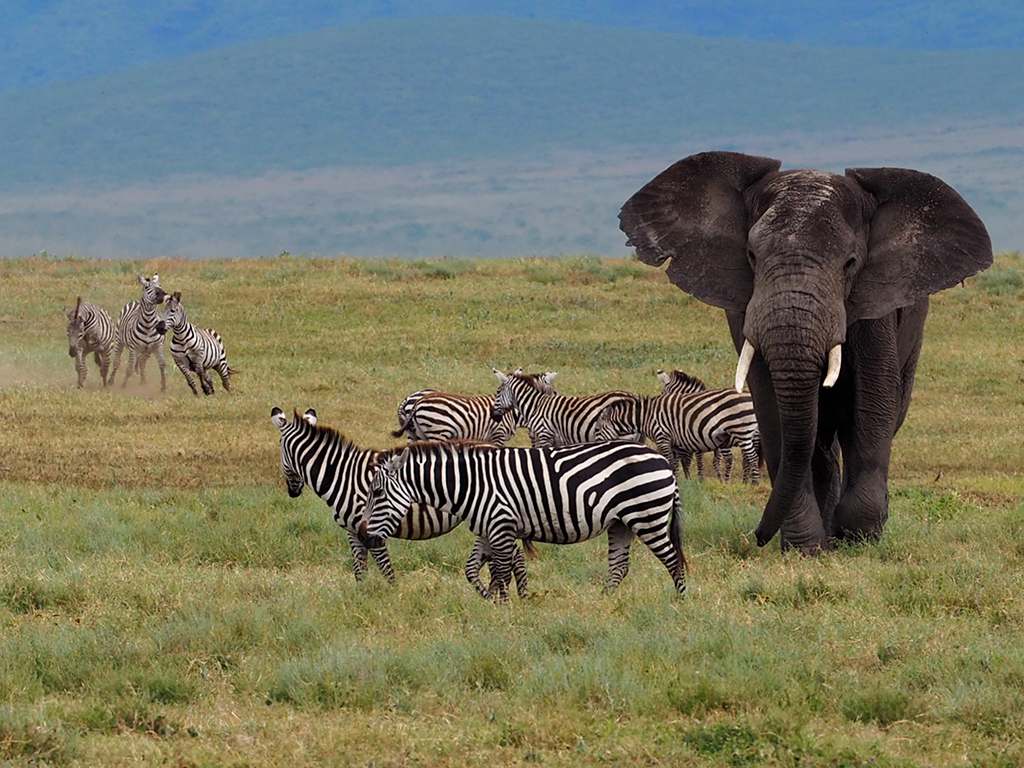 Elephant & Zebra in Ngorongoro Crater