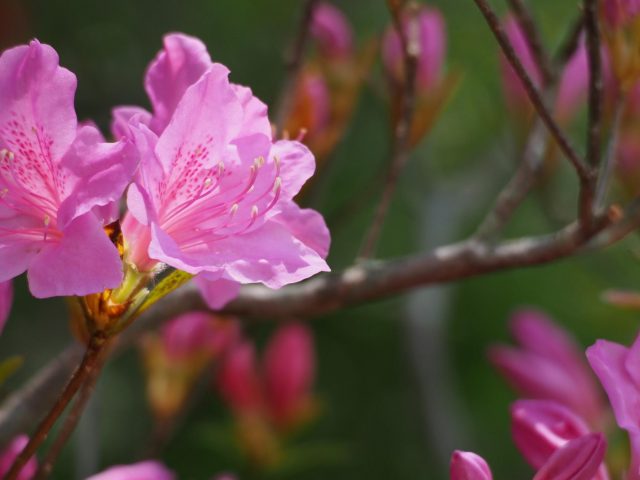 Beautiful Rhododendron in Full Bloom