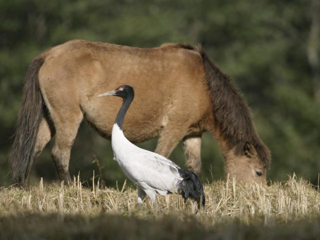 Black-Necked Crane