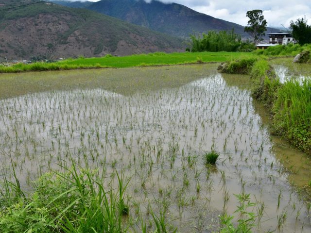 Rice Fields on the way to Chimi Lhakhang