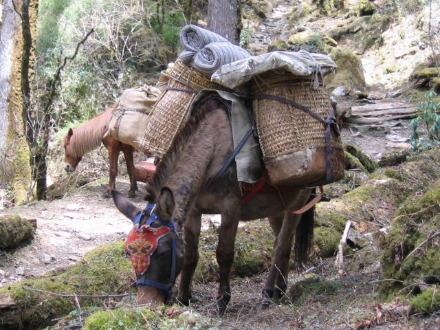 Trekking Horses