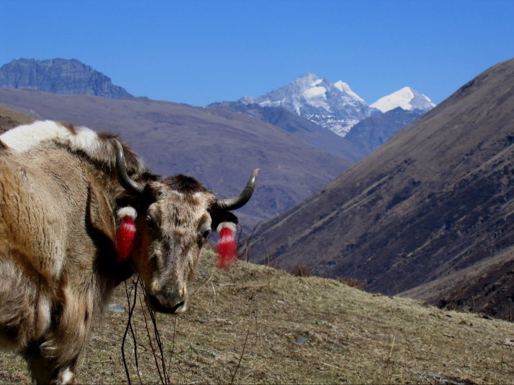 Yak in Front of the High Himalayas on the Laya-Gasa Trek