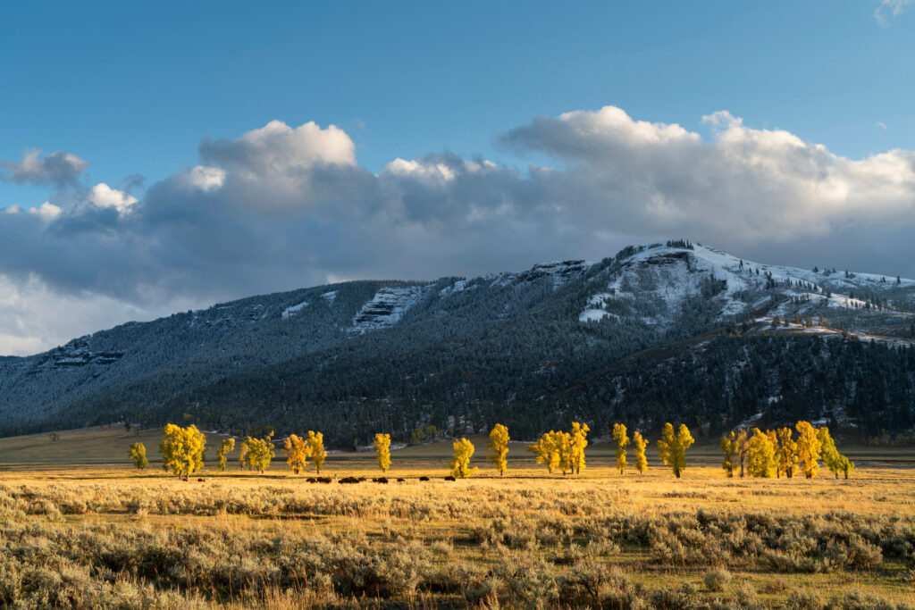 Autumn Snow in Yellowstone