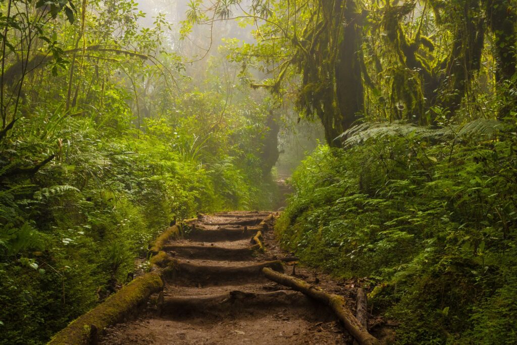Jungle Trail on Kilimanjaro